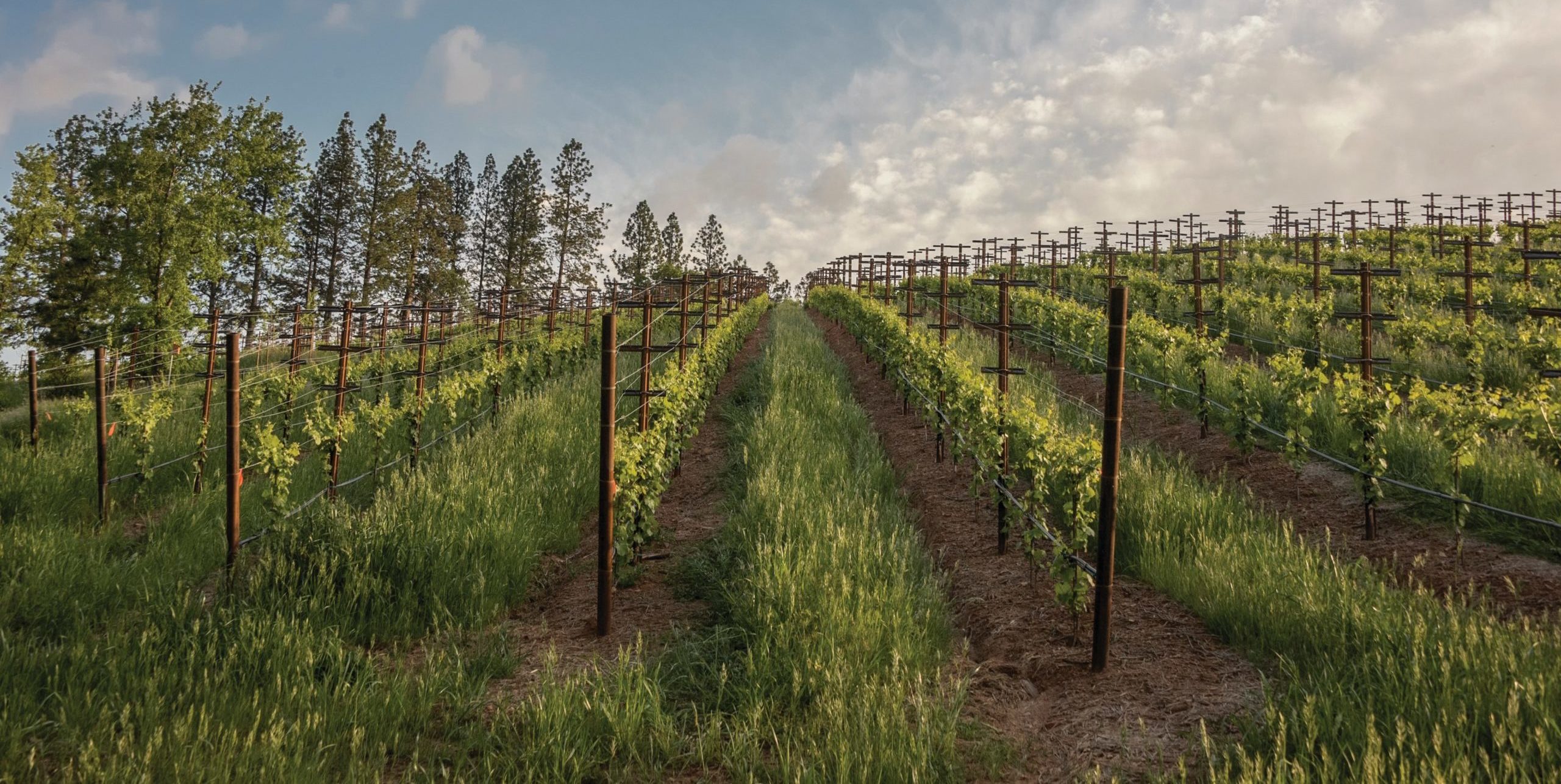 vineyard in El Dorado County