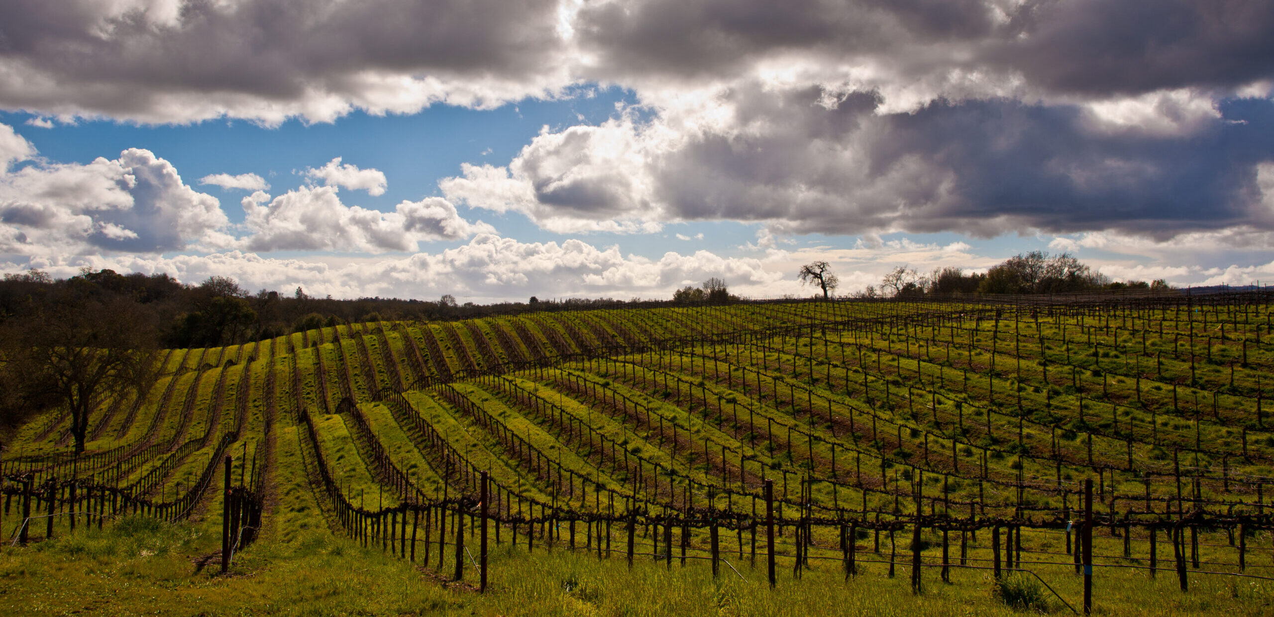 sonoma county vineyard