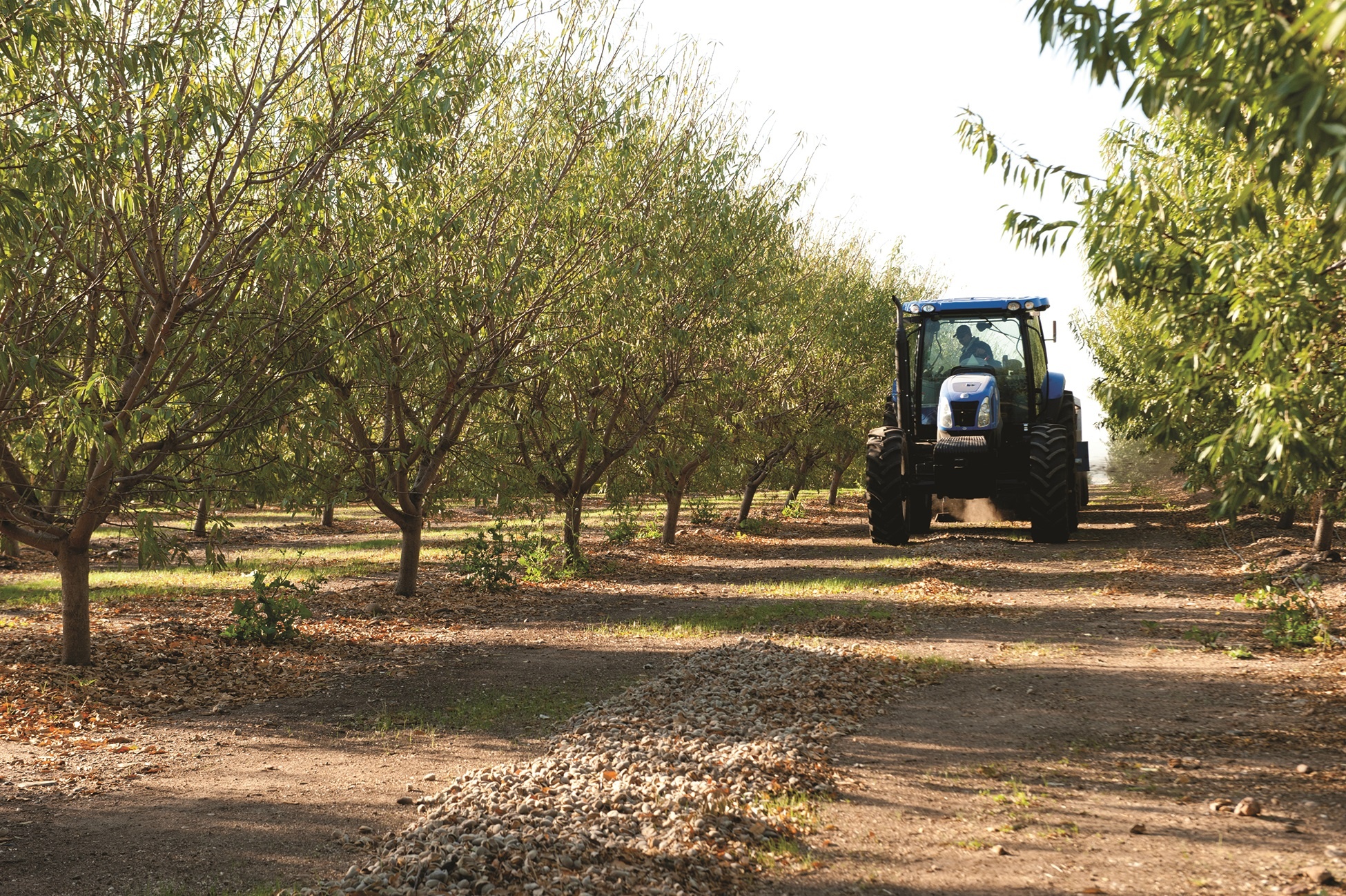 tractor in an almond orchard