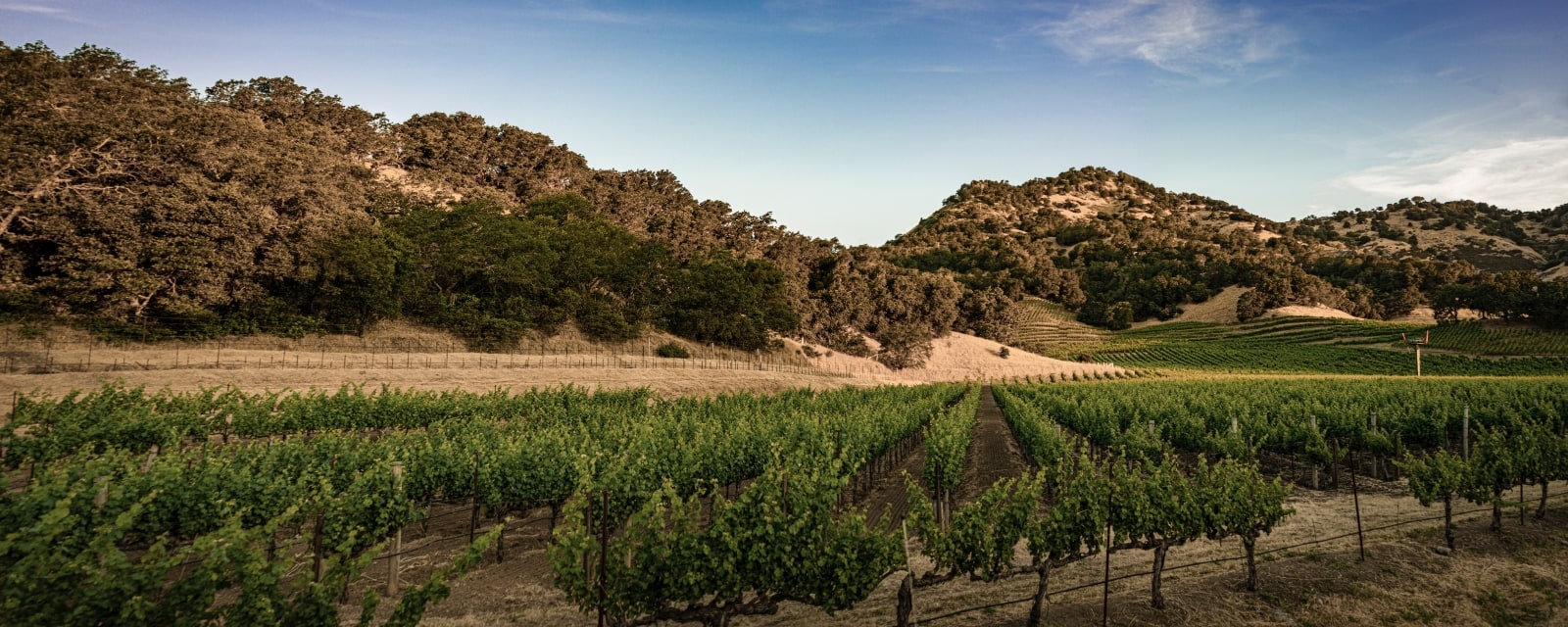Vineyard in Napa Valley.