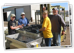 Ranchita Canyon Vineyard