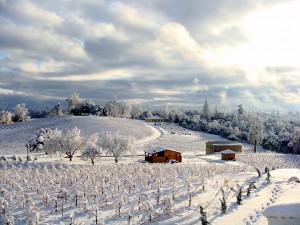 First snow in an Amador County vineyard.   Amador Vintners Association photo 