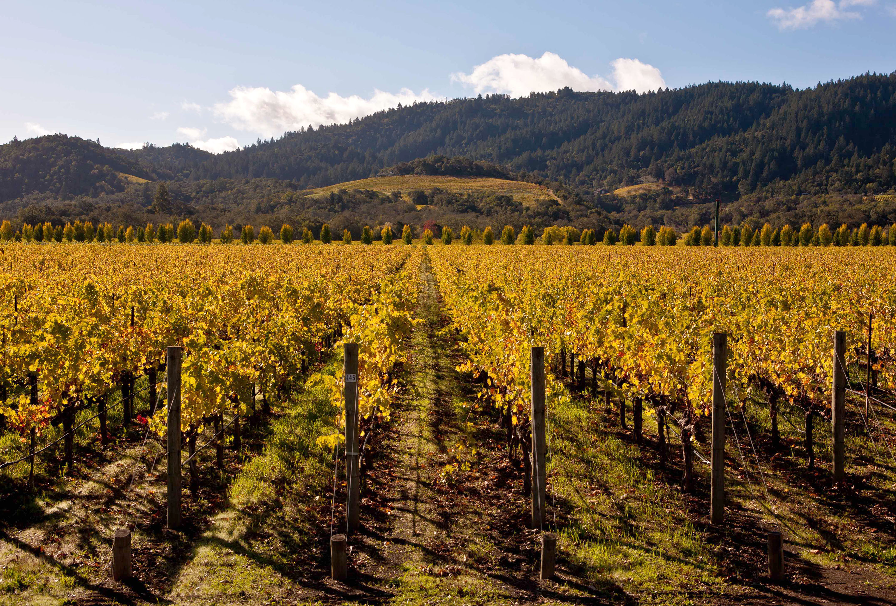 Vineyard in fall, a sea of yellow leaves with hills in the background.