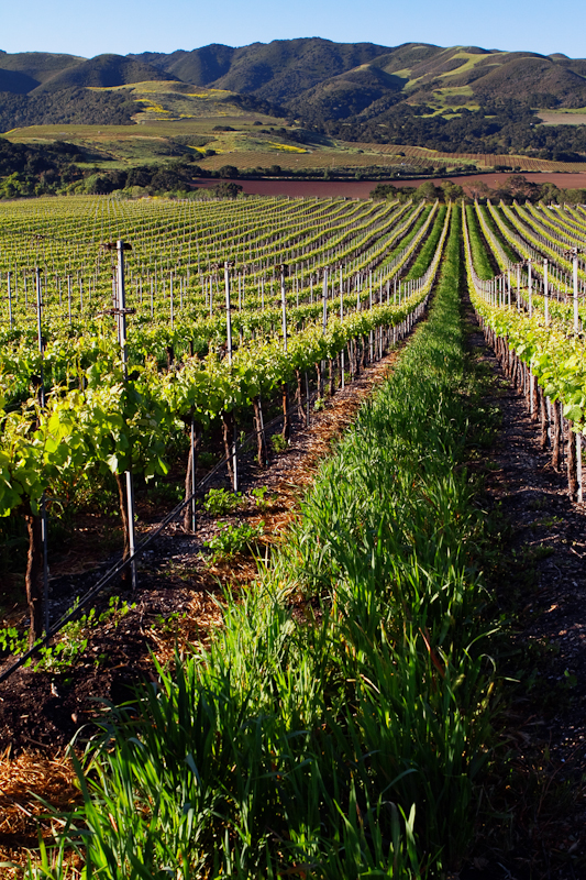 36th Annual Santa Barbara Vintners Festival