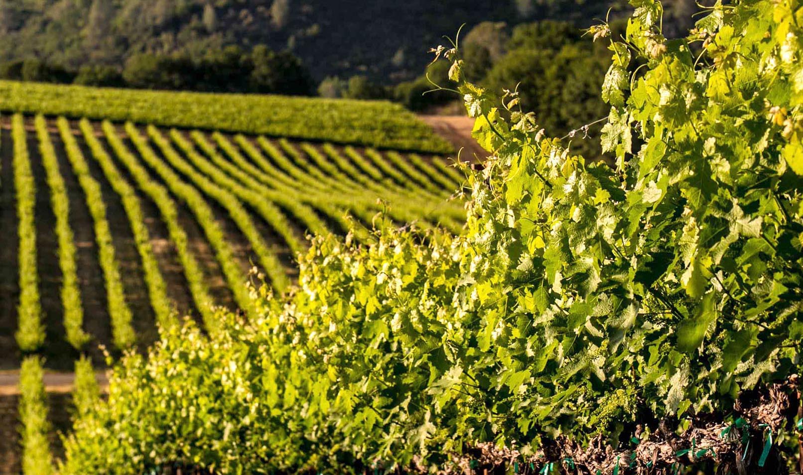 Grape Vineyard Sustainability Practices