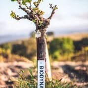 Earth Day Celebration Weekend at Castoro Cellars!