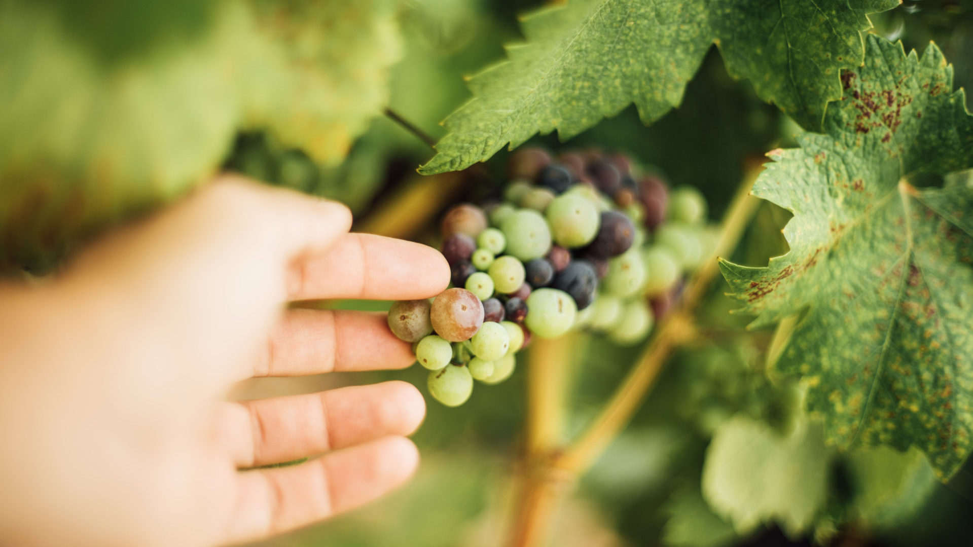 Grapes Vine Hand