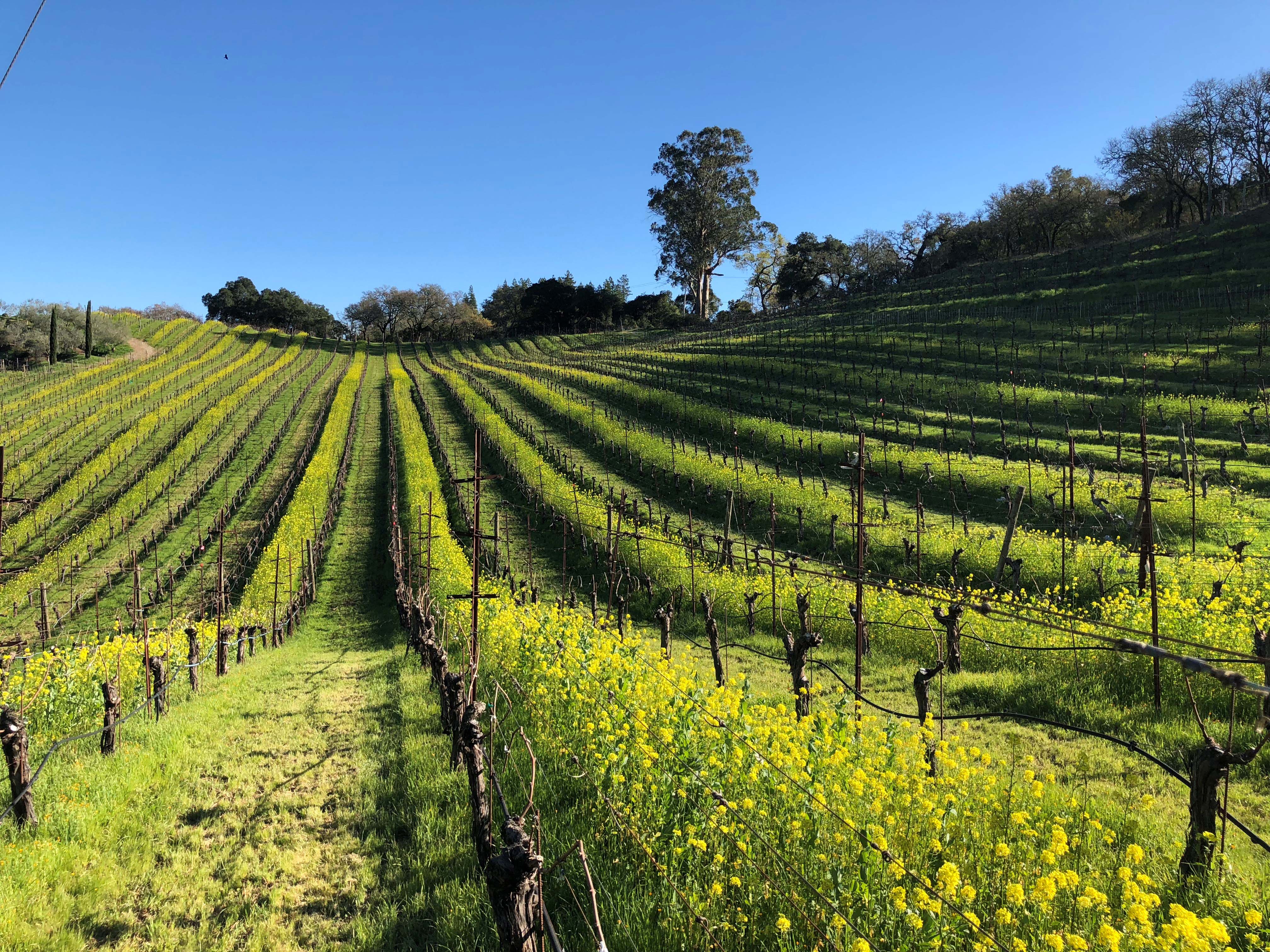 Benziger Earth Day Hike and Wine Tasting