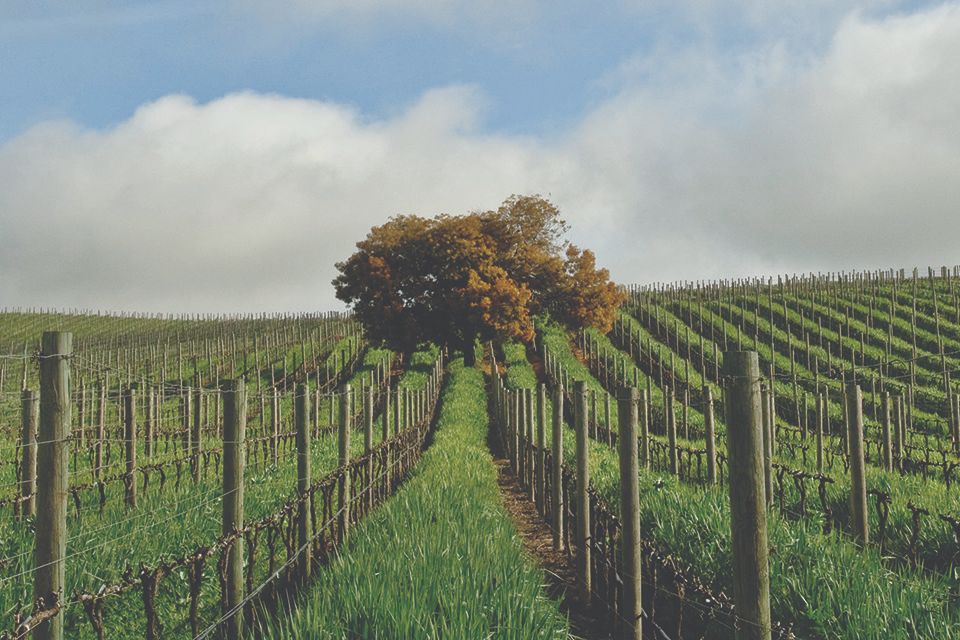 Domaine Carneros cover-cropped vineyard in winter.