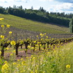 El Dorado County Spring Vineyard