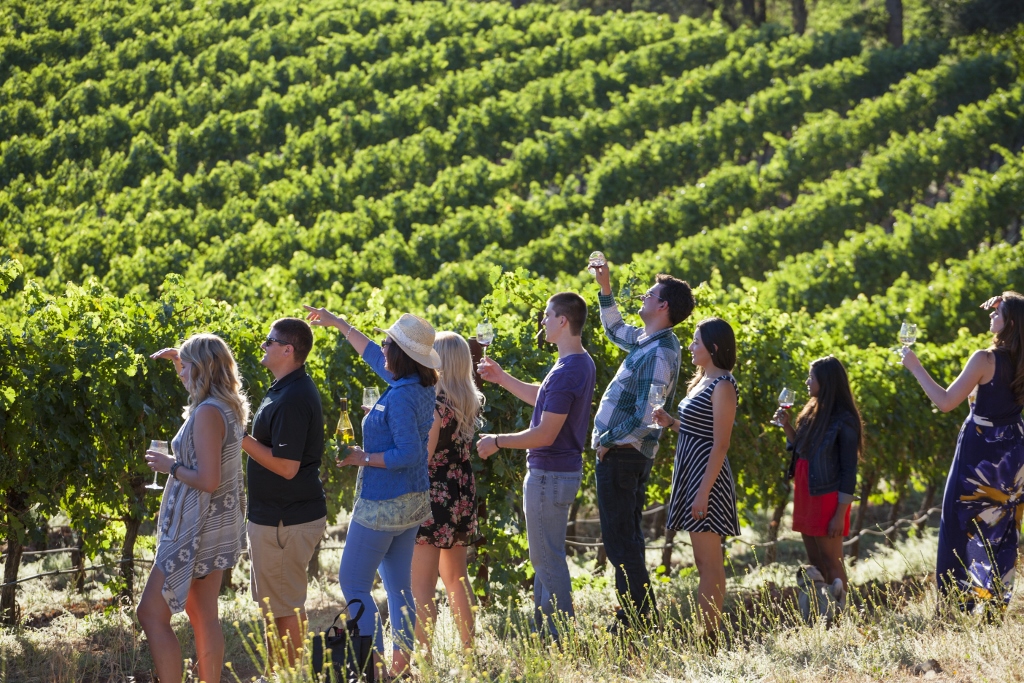 Vineyard Hike at Alexander Valley Vineyards