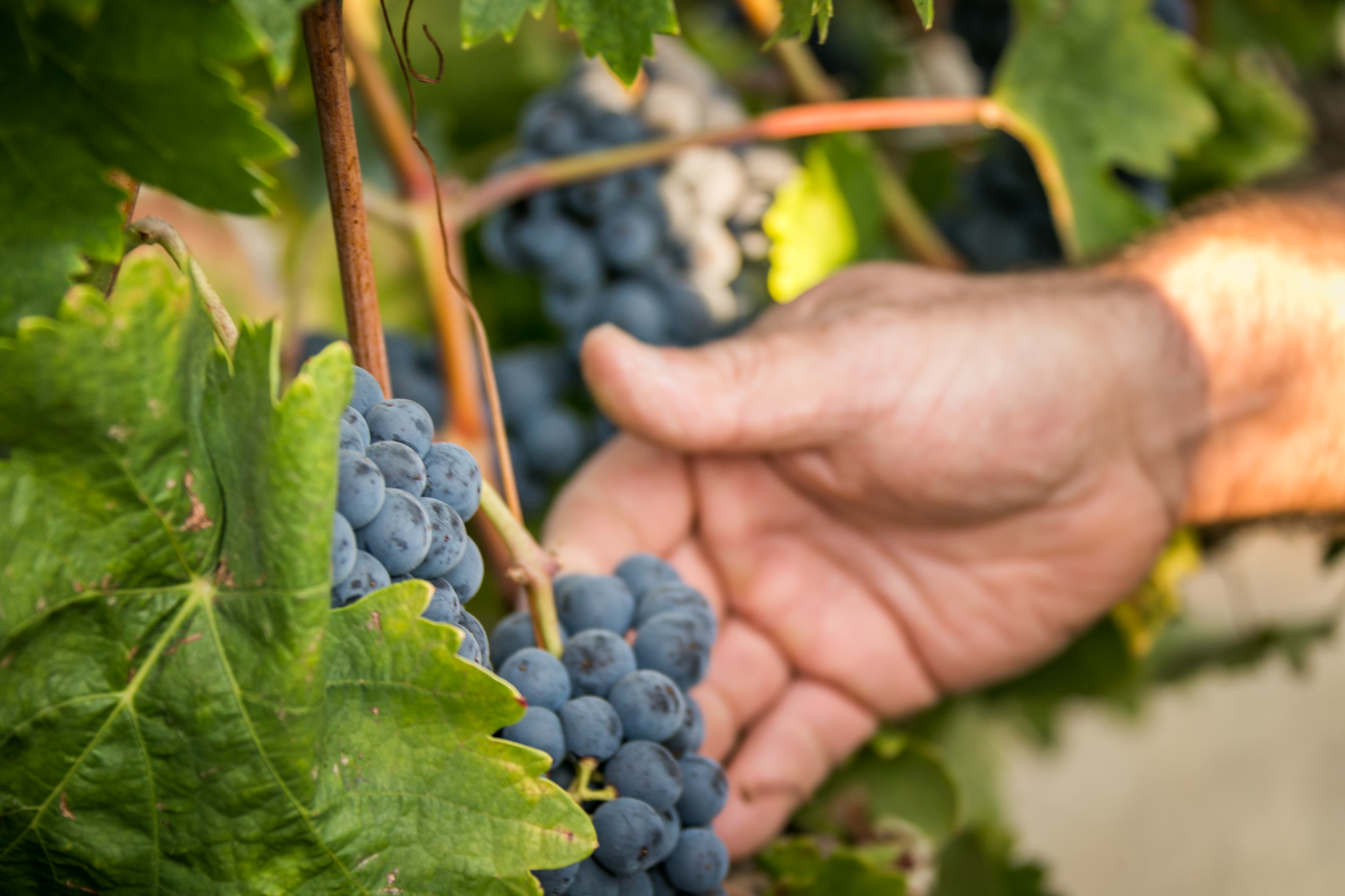Follow the Grape – Cultivate Your Tasting Knowledge!
