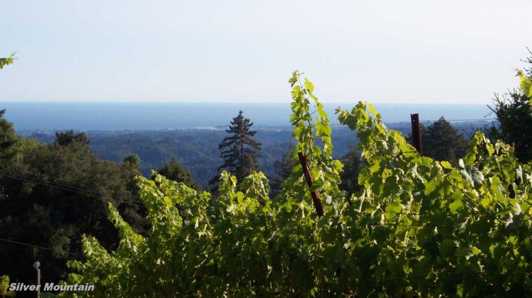 Organic Wine Trail of the Santa Cruz Mountains