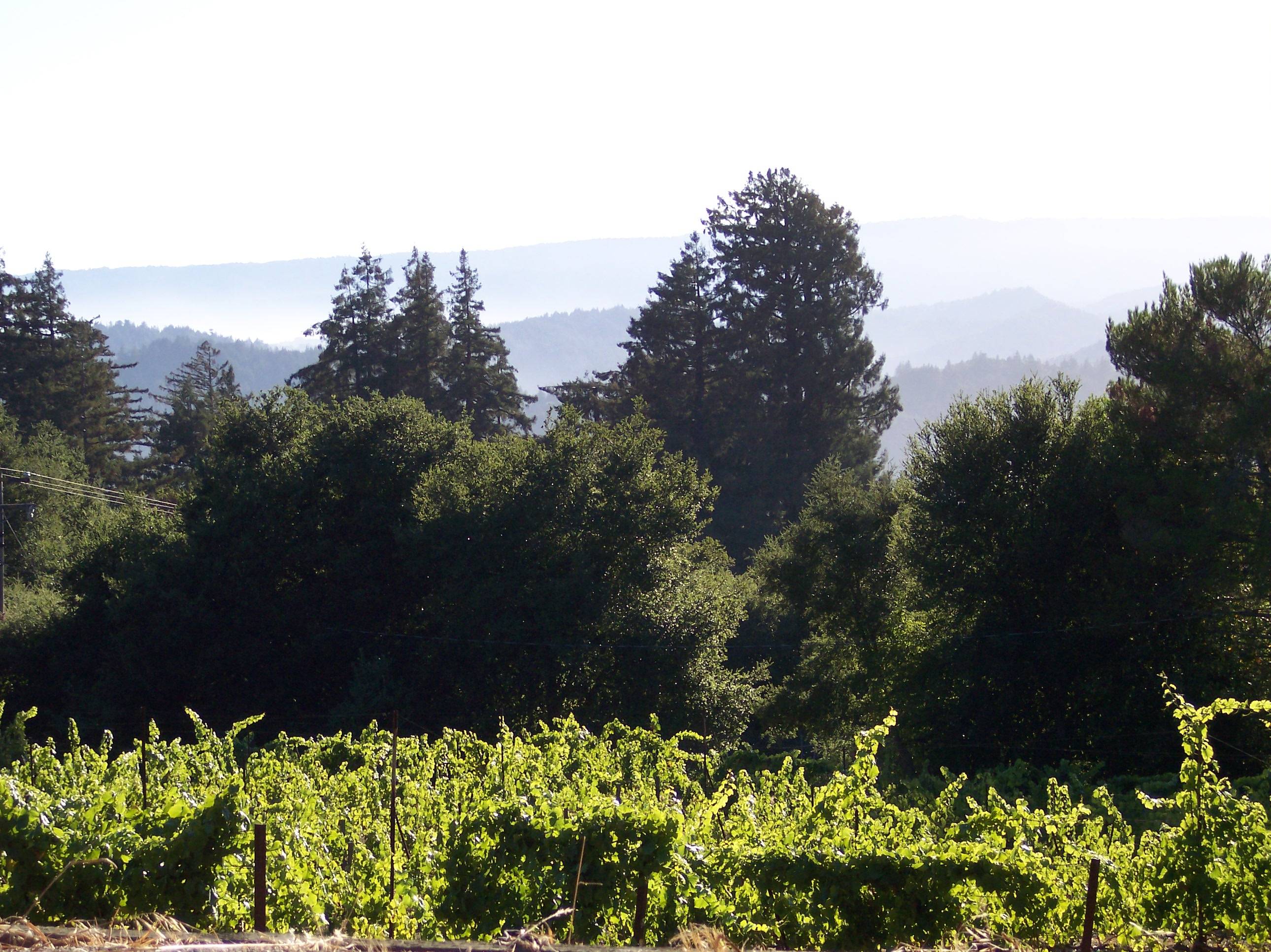 Organic Wine Trail of the Santa Cruz Mountains