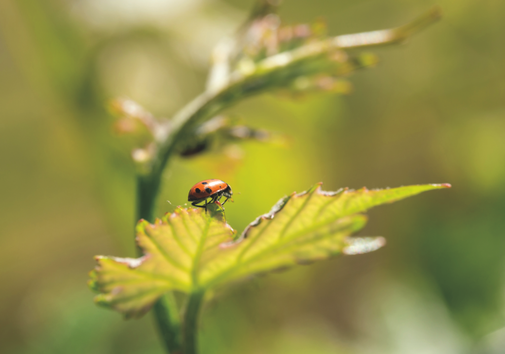 down to earth month ladybug