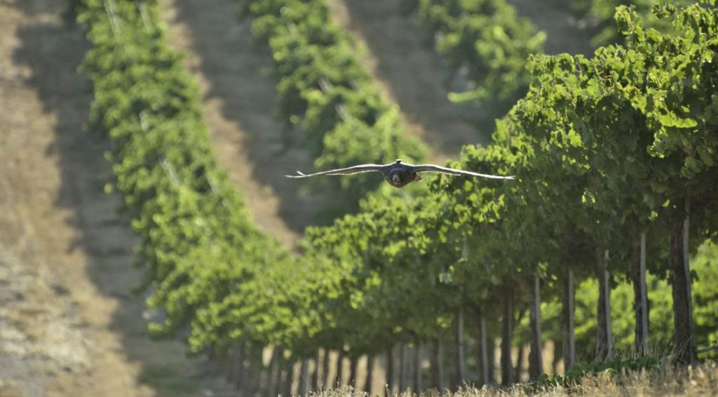 falcon in vineyard
