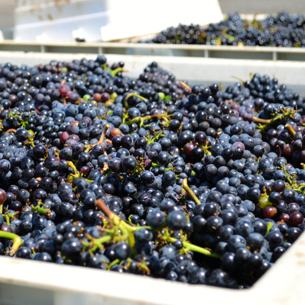 The Life of a Grape: A Harvest Experience