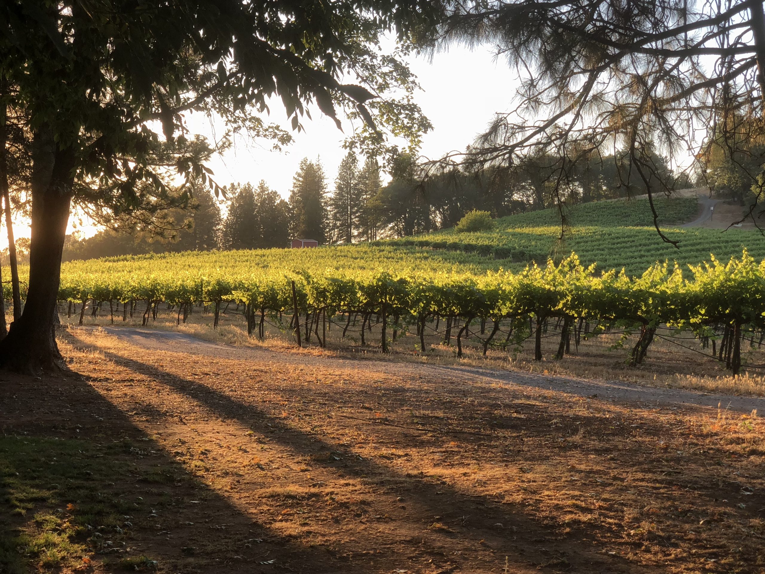 Sierra Vista Vineyards and Winery