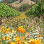 flowers in a wine vineyard