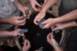 harvesting grapes