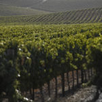 napa valley wine grapes