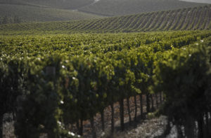 napa valley wine grapes