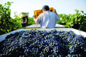 worker harvesting grapes