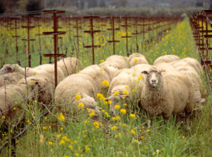 sheep in vineyard