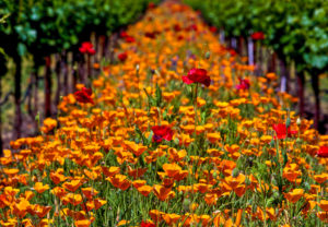 Poppies in vineyard