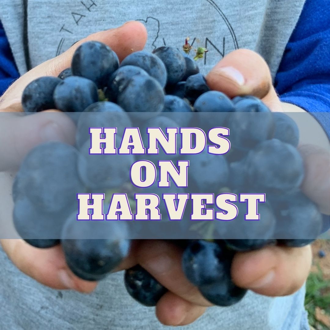 Hands on Harvest