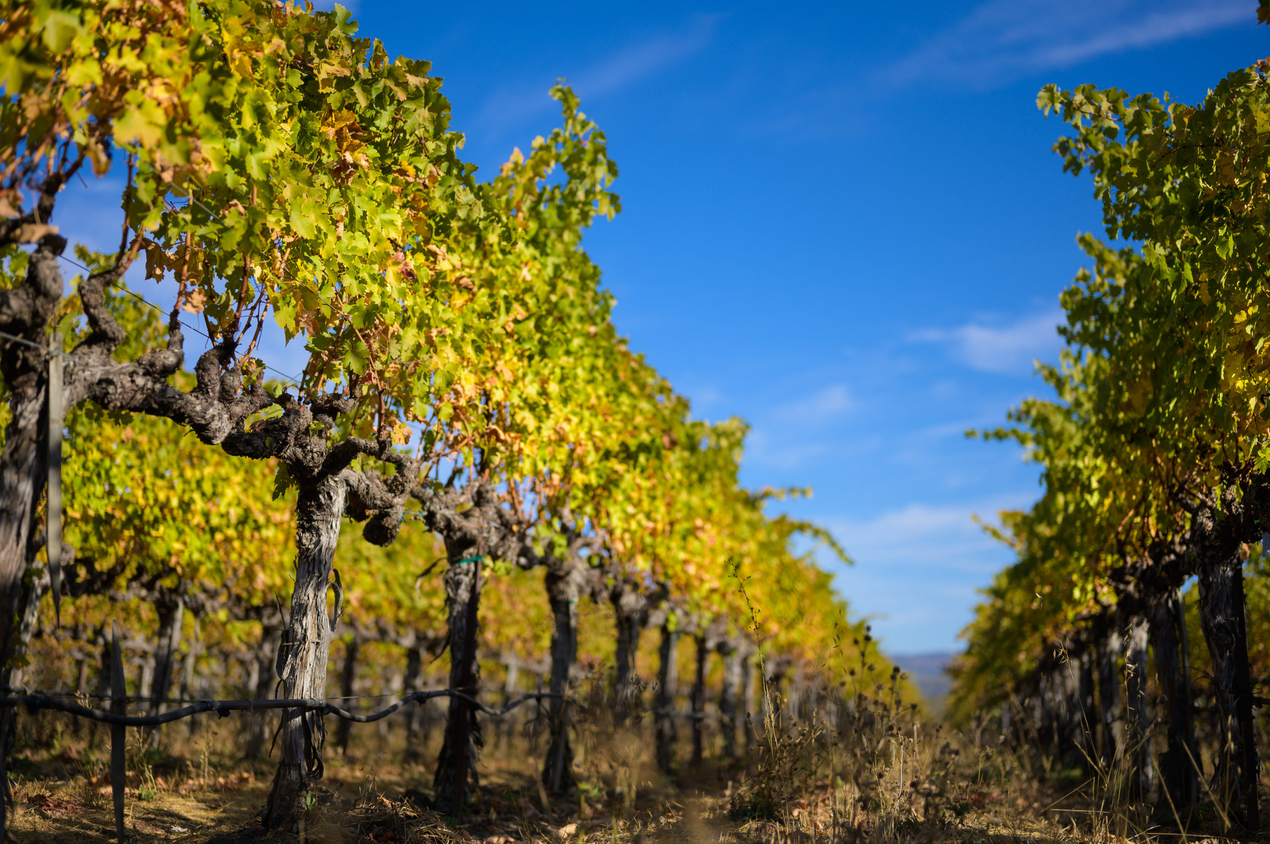 Sustainable Wines & Vines