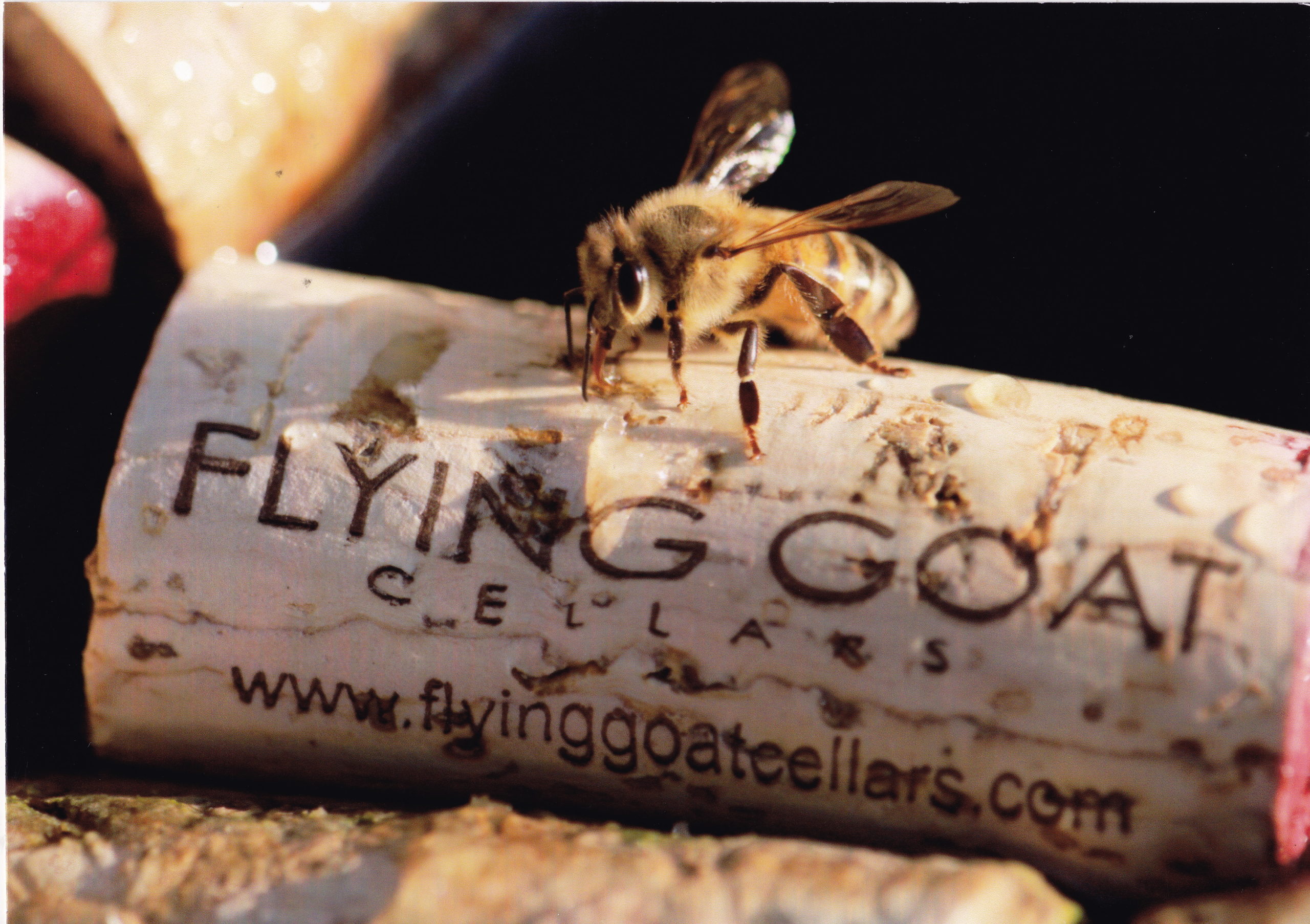 Earth Day Reception at Flying Goat Cellars