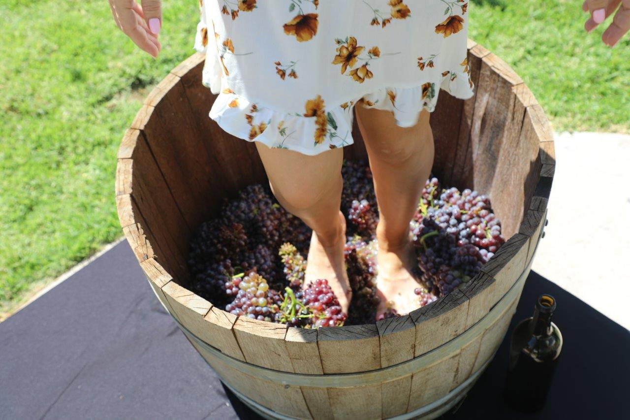 South Coast Winery Grape Stomps in the Vintner’s Garden