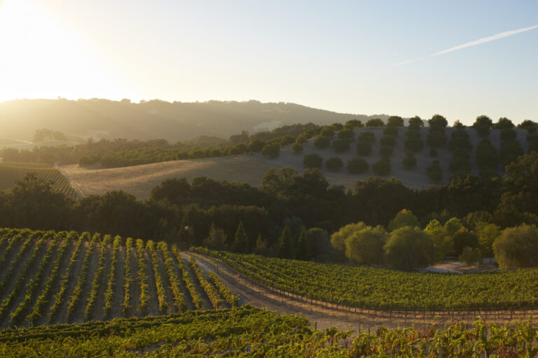 Your Guide to Paso Robles Wine Country - Discover California Wines