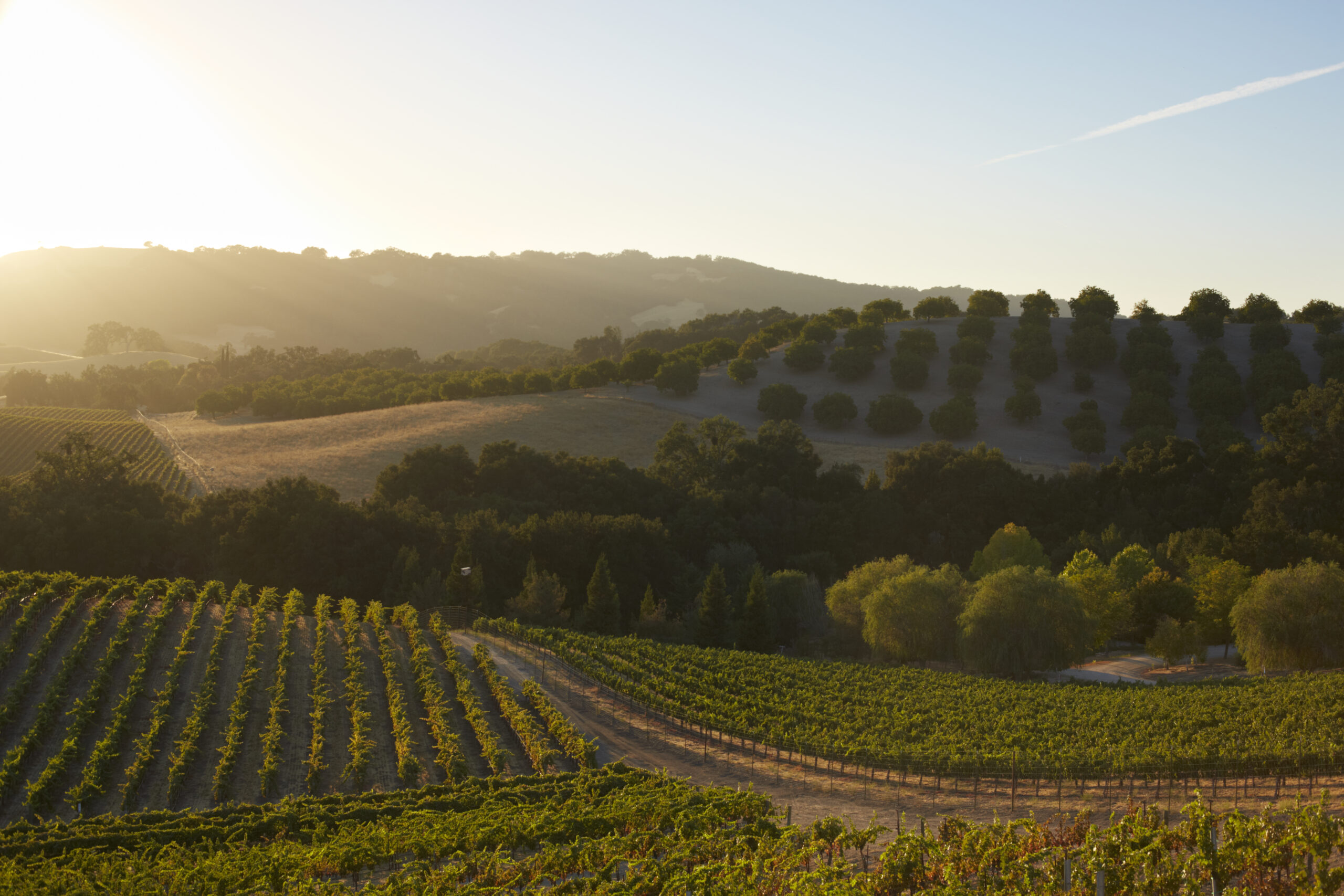 paso robles california vineyard