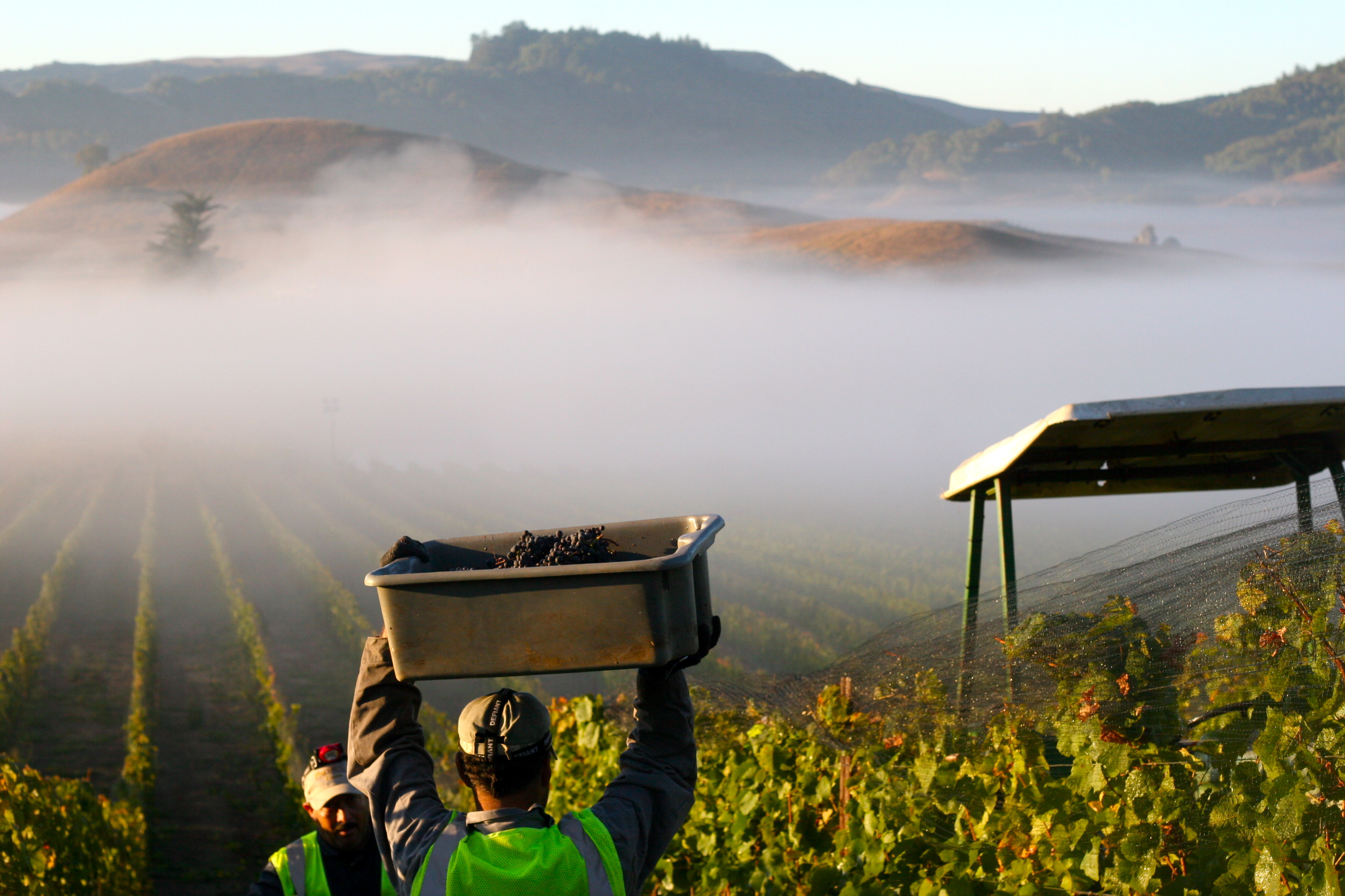 vineyard workers - Celebrating The Ones Who Grow Our Food