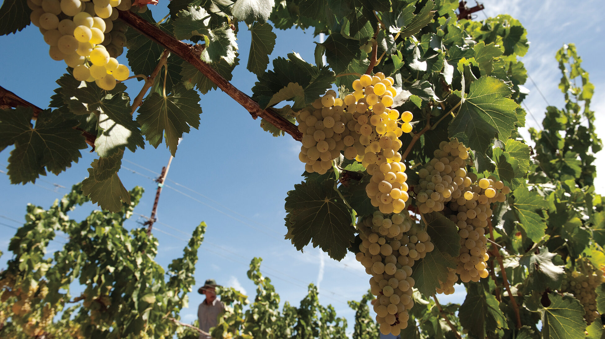 santa barbara grapes