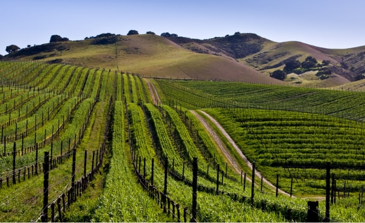 vineyards surrounded by hills.