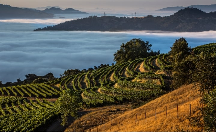 Vineyards along a mountain side overlooking the ocean.