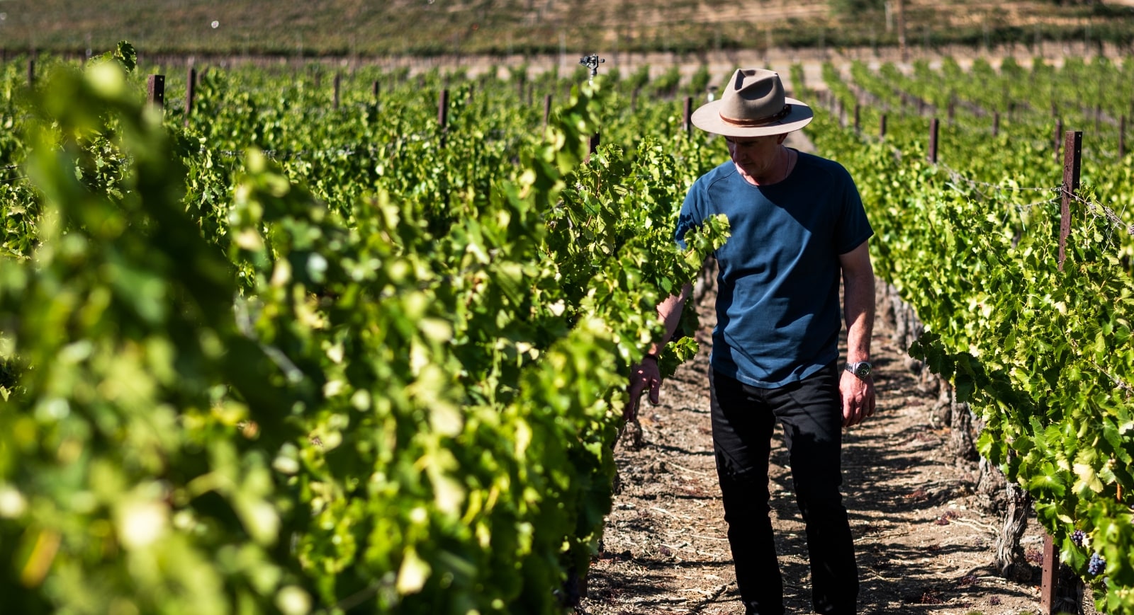 Man wearing hat walking through a vineyard inspecting the vines.