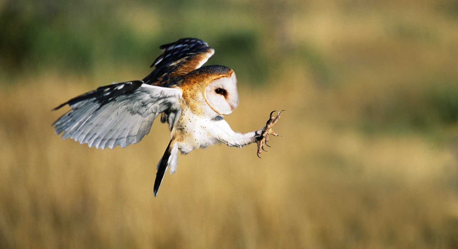 owl landing