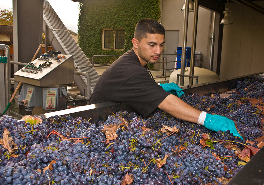 Man sorting grapes