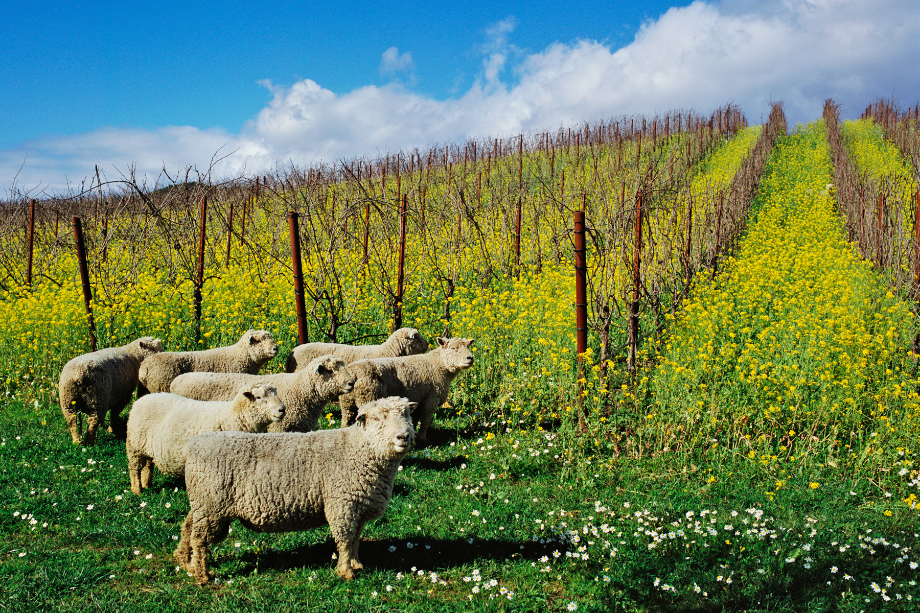 Sheep in the Vineyard