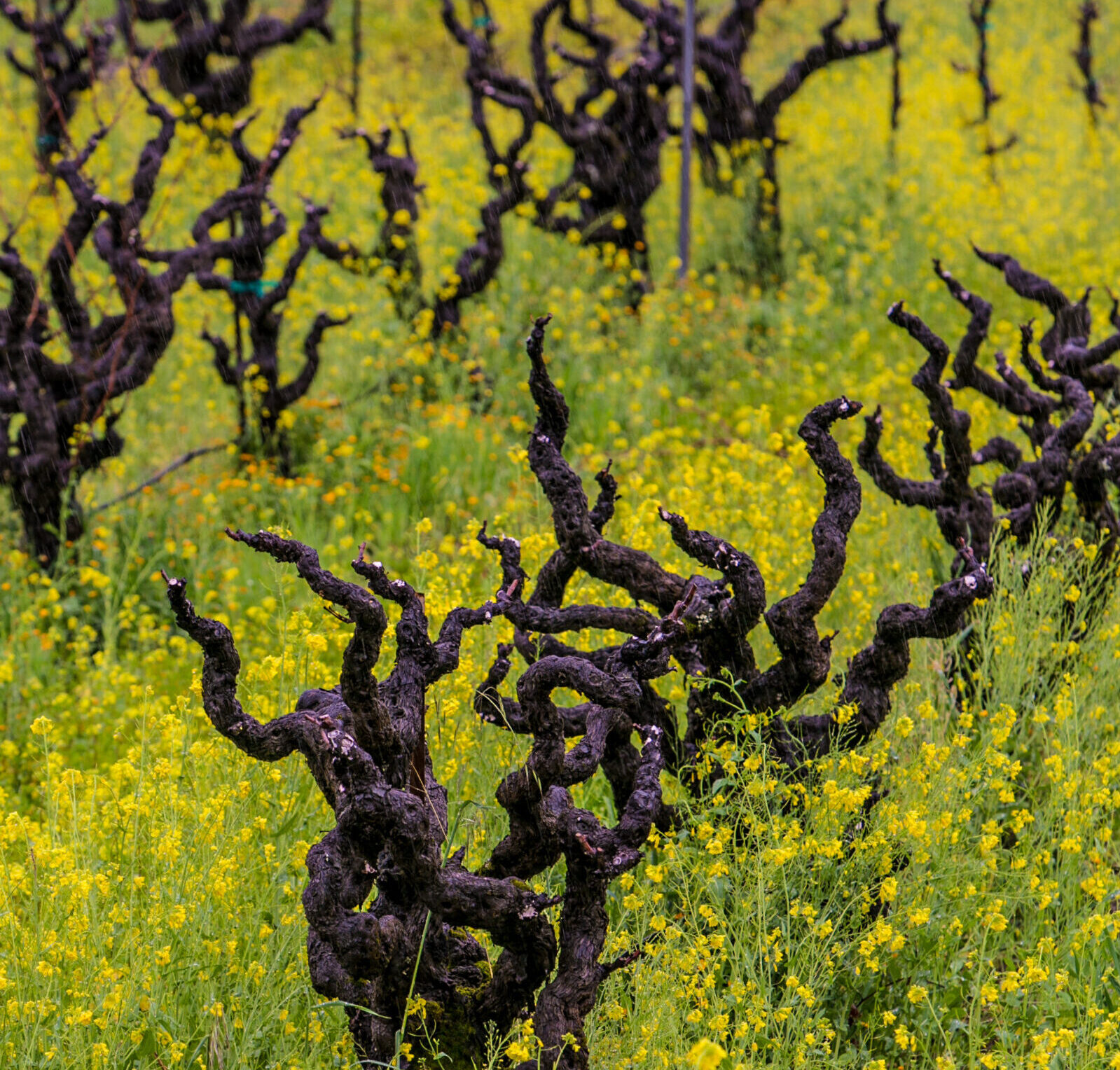 old vines