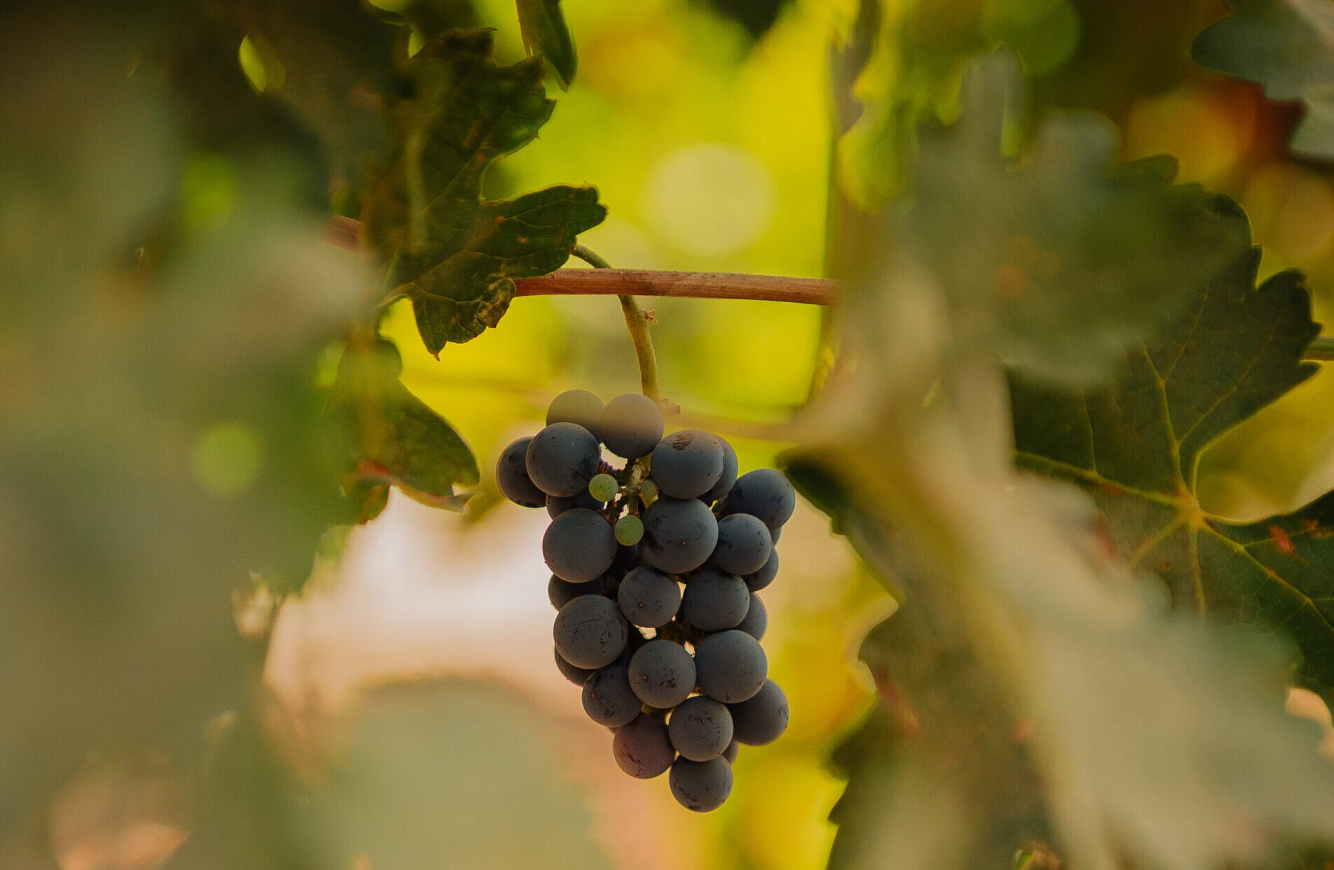 Central Valley wine grapes