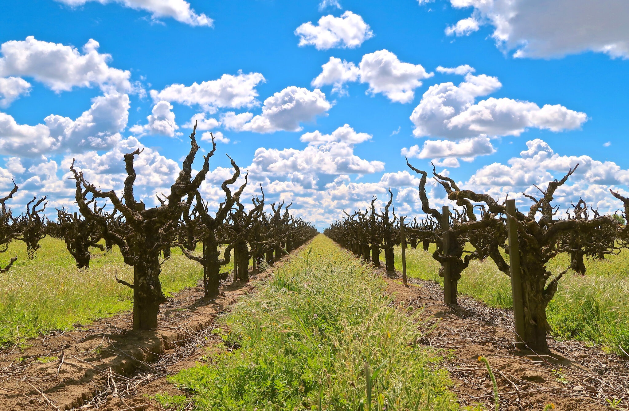 Lodi: History, Hospitality and Heart - Discover California Wines