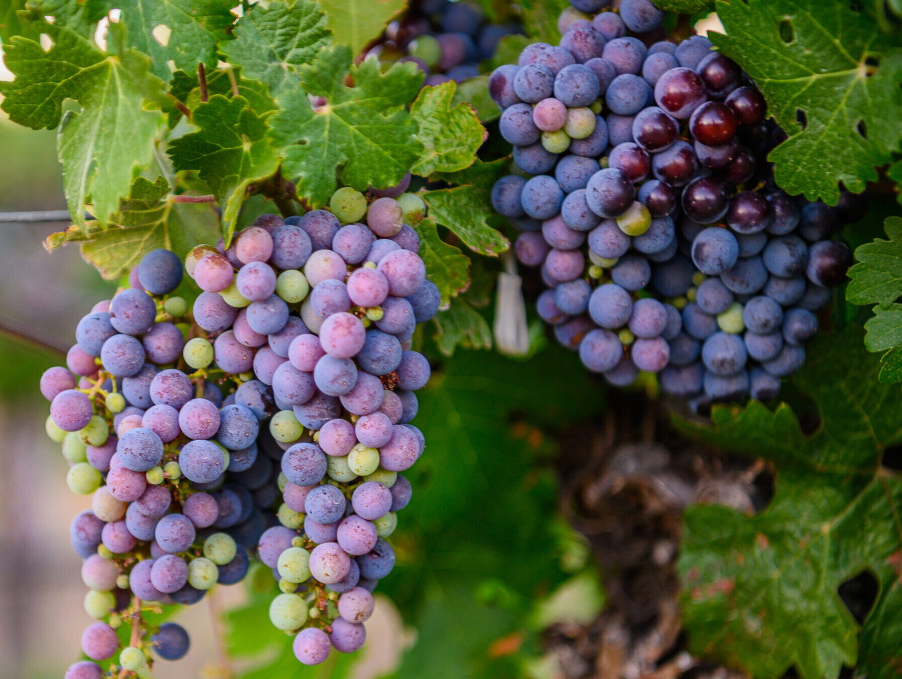 Livermore wine grapes