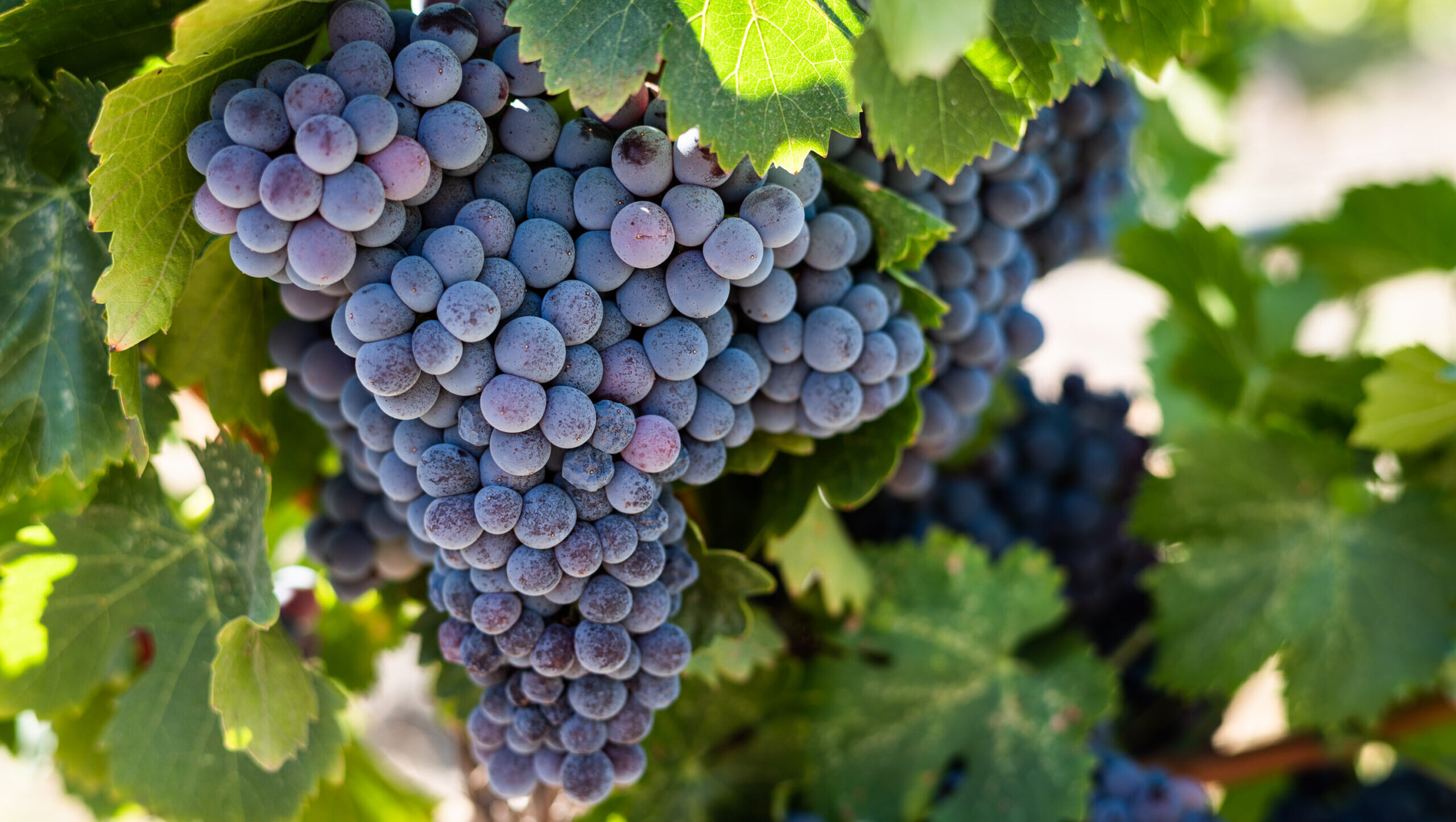 California grapes in vineyard