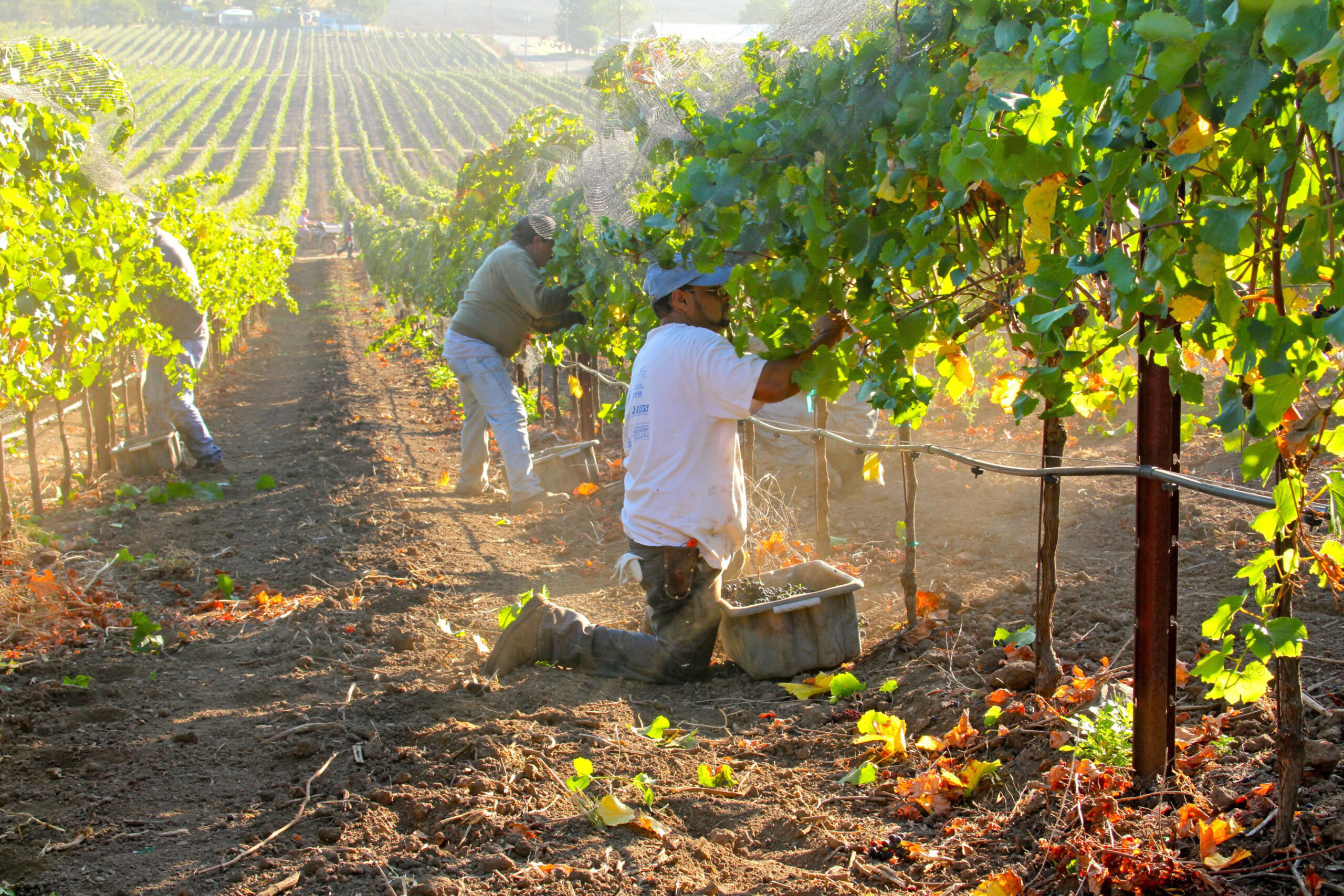 harvest worker in vineyard