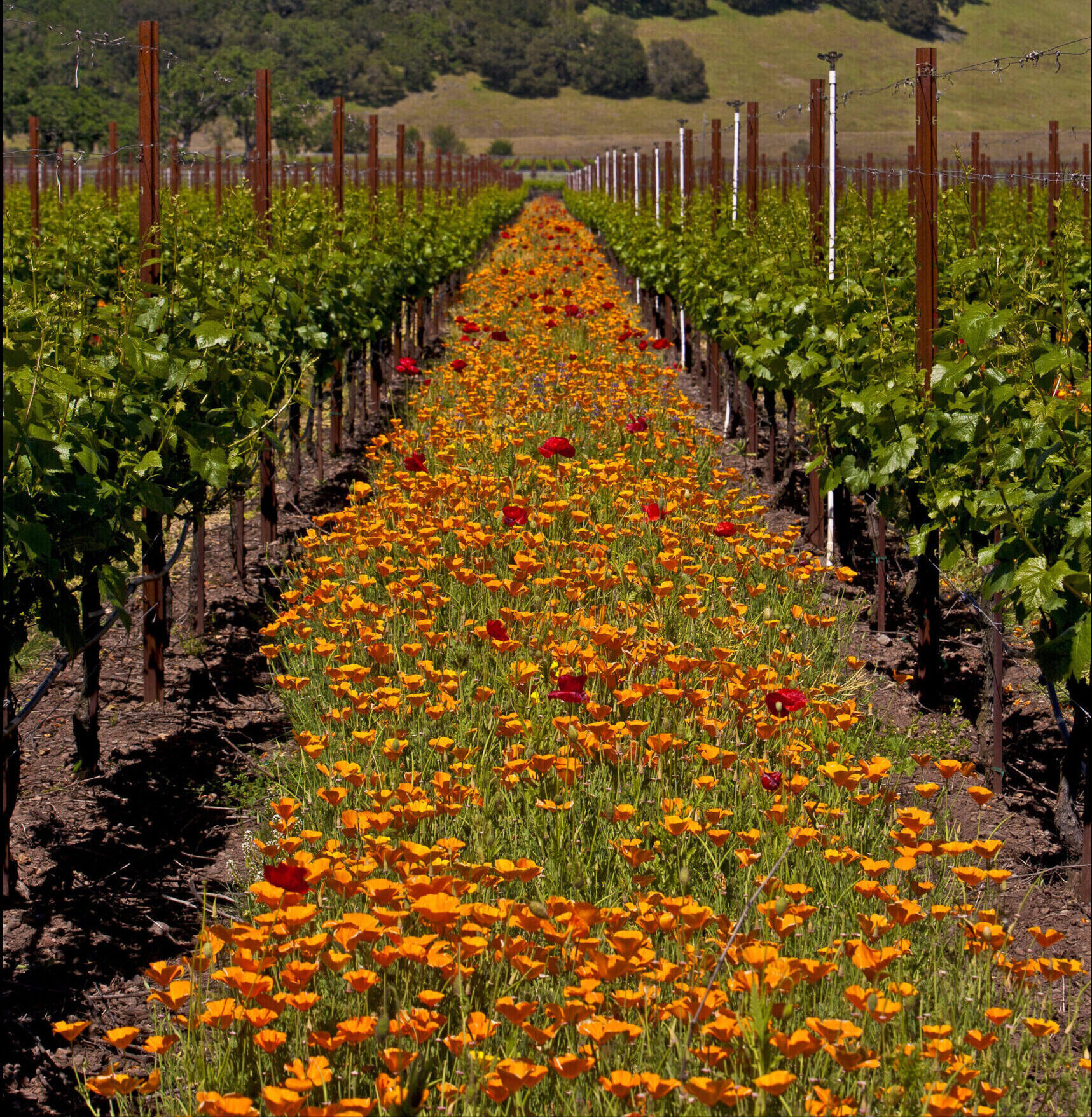 cover crops spring vineyard